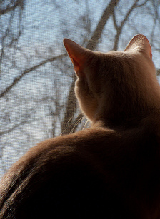 Dr. Alexander-March 2013-Silhouette Cat- Pet Hospice.jpg